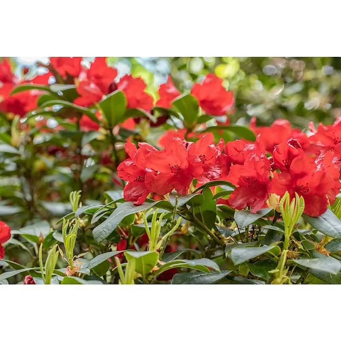 Piardino Großblumiger Rhododendron - Rhododendron hybride, Artenabhängig - Detailaufnahme