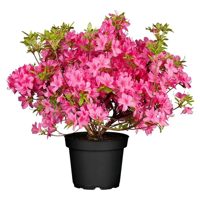 Piardino Großblumiger Rhododendron - Rhododendron hybride, Artenabhängig - Vorderansicht