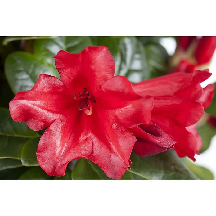 Piardino Großblumiger Rhododendron - Rhododendron hybride, Artenabhängig - Detailaufnahme