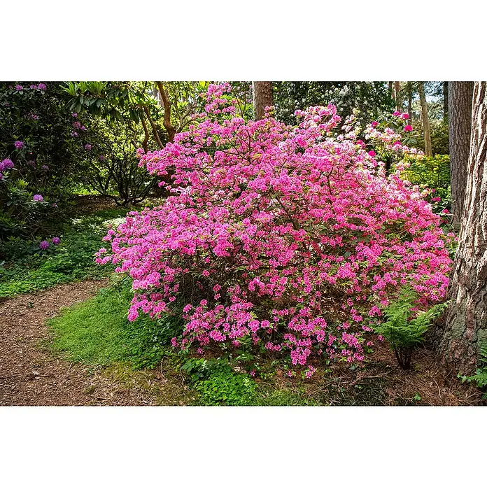 Piardino Großblumiger Rhododendron - Rhododendron hybride, Artenabhängig - Stimmungsaufnahme