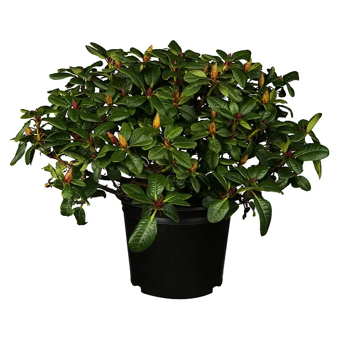 Piardino Großblumiger Rhododendron - Rhododendron hybride, Artenabhängig - Vorderansicht