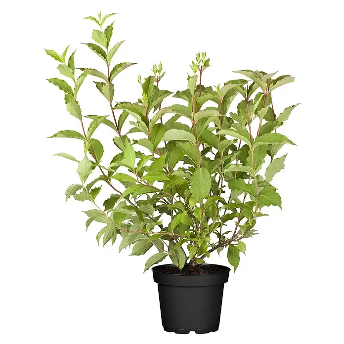 Weigelie 'All Summer Red' - Weigelia florida Summer Red - Vorderansicht
