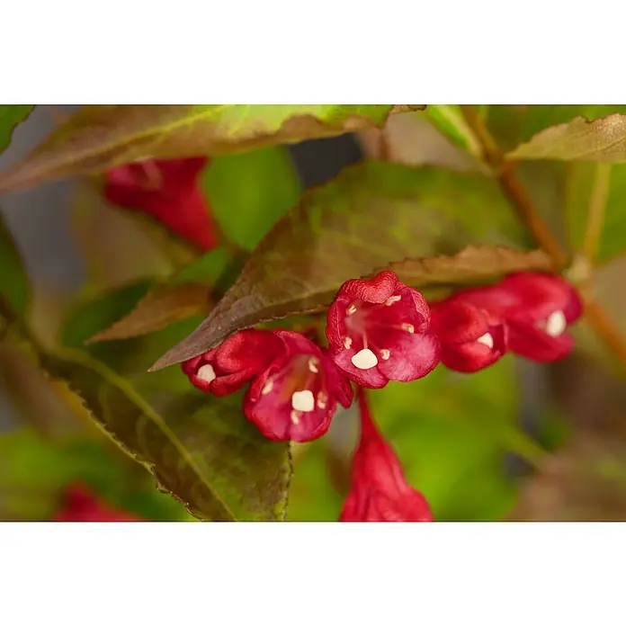 Weigelie 'All Summer Red' - Weigelia florida Summer Red - Detailaufnahme
