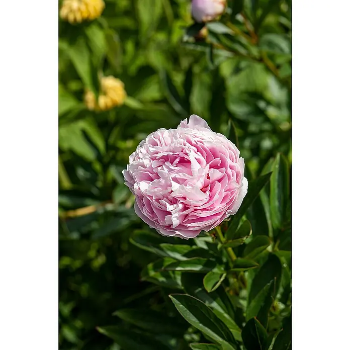Piardino Pfingstrose - Paeonia, Topfgröße: 11 cm, Sortenabhängig - Stimmungsaufnahme