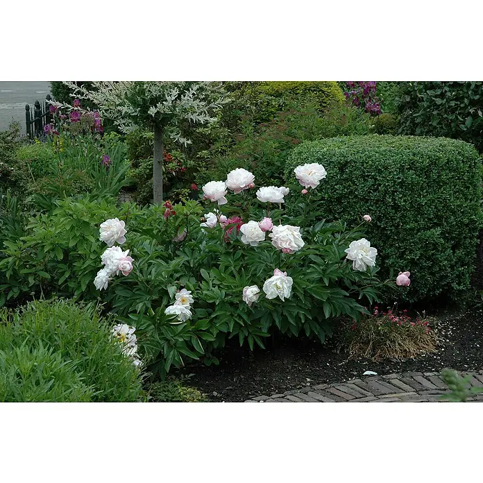 Piardino Pfingstrose - Paeonia, Topfgröße: 11 cm, Sortenabhängig - Stimmungsaufnahme