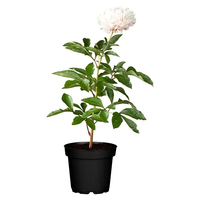 Piardino Pfingstrose - Paeonia, Topfgröße: 11 cm, Sortenabhängig - Vorderansicht