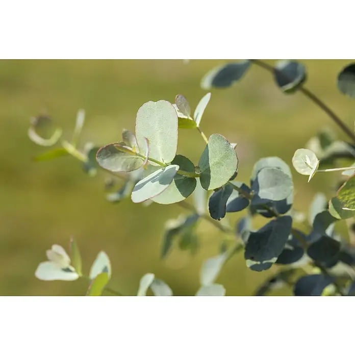 Piardino Eukalyptus - Eucalyptus gunnii, Topfgröße: 21 cm - Detailaufnahme