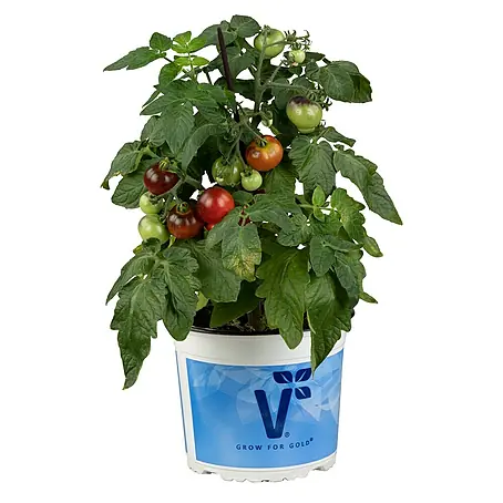 Piardino  Strauchtomate