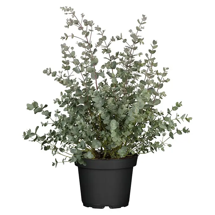 Piardino Eukalyptus - Eucalyptus gunnii, Topfgröße: 21 cm - Vorderansicht