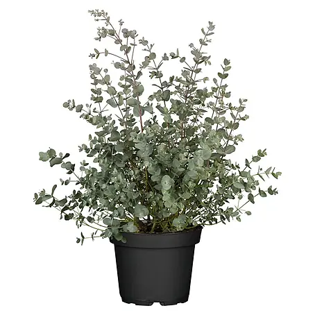Piardino  Eukalyptus
