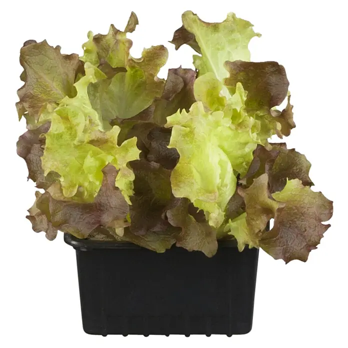 Piardino Kopfsalat Bio - Lactuca sativa var. capitata, Erntezeit: April - Oktober - Vorderansicht
