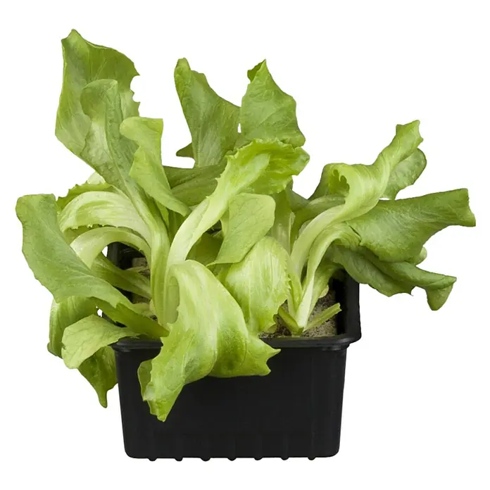 Piardino Kopfsalat Bio - Lactuca sativa var. capitata, Erntezeit: April - Oktober - Vorderansicht