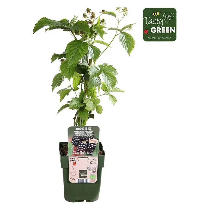 Tasty Green Brombeere Bio - Rubus fruticosus 'Navaho® Bigandearly®' - Vorderansicht