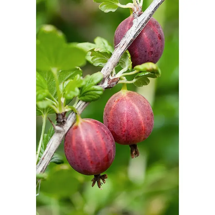 Tasty Green Stachelbeere Bio - Ribes uva-crispa 'Captivator', Erntezeit: Juni - Juli - Stimmungsaufnahme