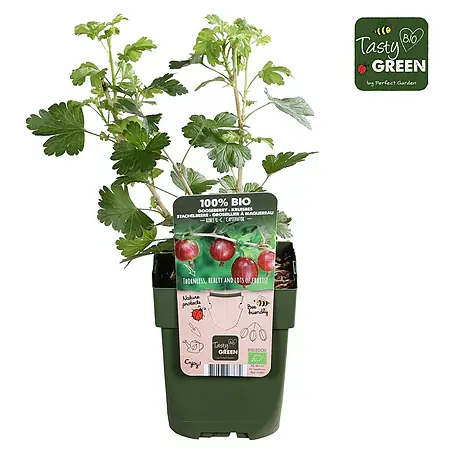 Tasty Green  Stachelbeere Bio