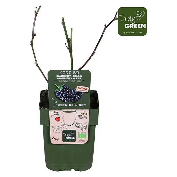 Tasty Green Brombeere Bio - Rubus fruticosus 'Navaho® Bigandearly®' - Vorderansicht