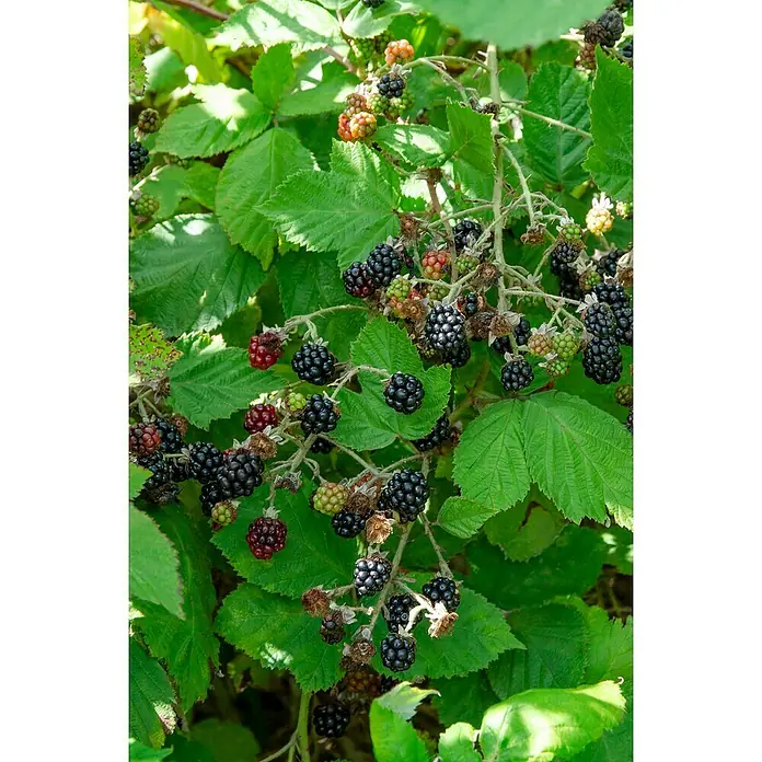 Tasty Green Brombeere Bio - Rubus fruticosus 'Navaho® Bigandearly®' - Stimmungsaufnahme