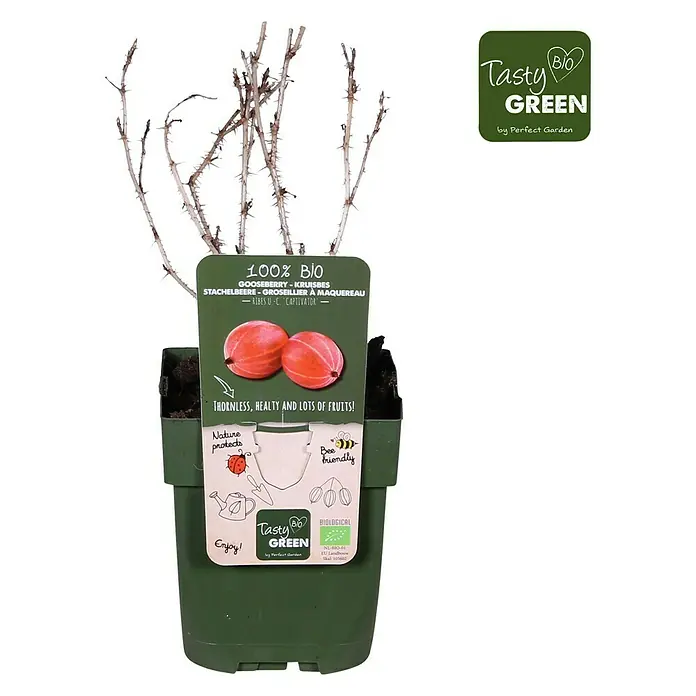 Tasty Green Stachelbeere Bio - Ribes uva-crispa 'Captivator', Erntezeit: Juni - Juli - Vorderansicht