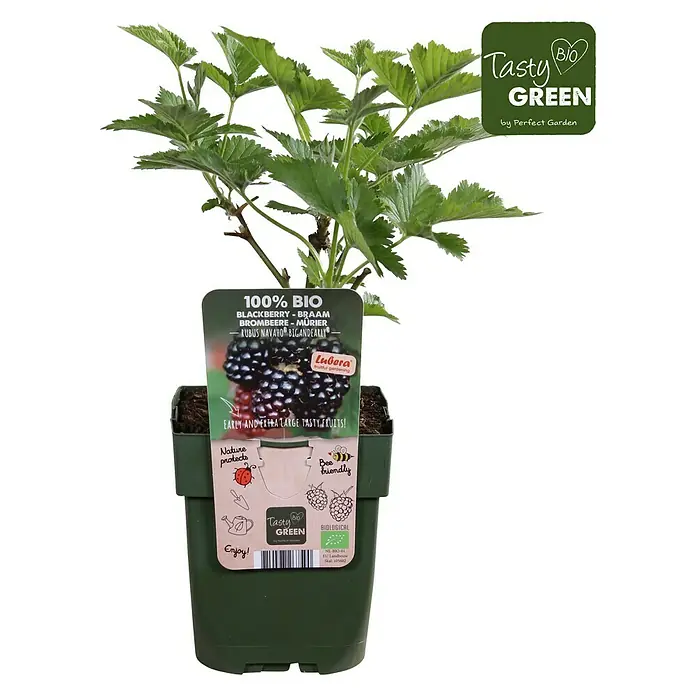 Tasty Green Brombeere Bio - Rubus fruticosus 'Navaho® Bigandearly®' - Vorderansicht