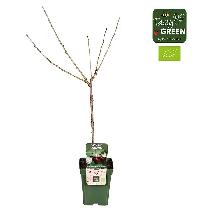 Tasty Green Süßkirschbaum Bio - Prunus avium 'Regina', Topfgröße: 23 cm, Erntezeit: August - September - Vorderansicht