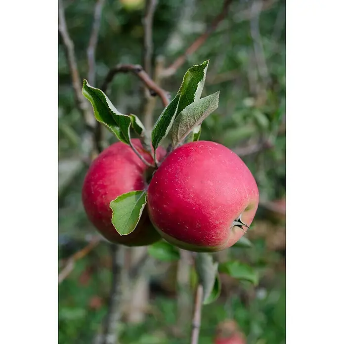 Tasty Green Apfelbaum Bio - Malus domestica 'Elstar', Topfgröße: 23 cm, Erntezeit: September - November - Detailaufnahme
