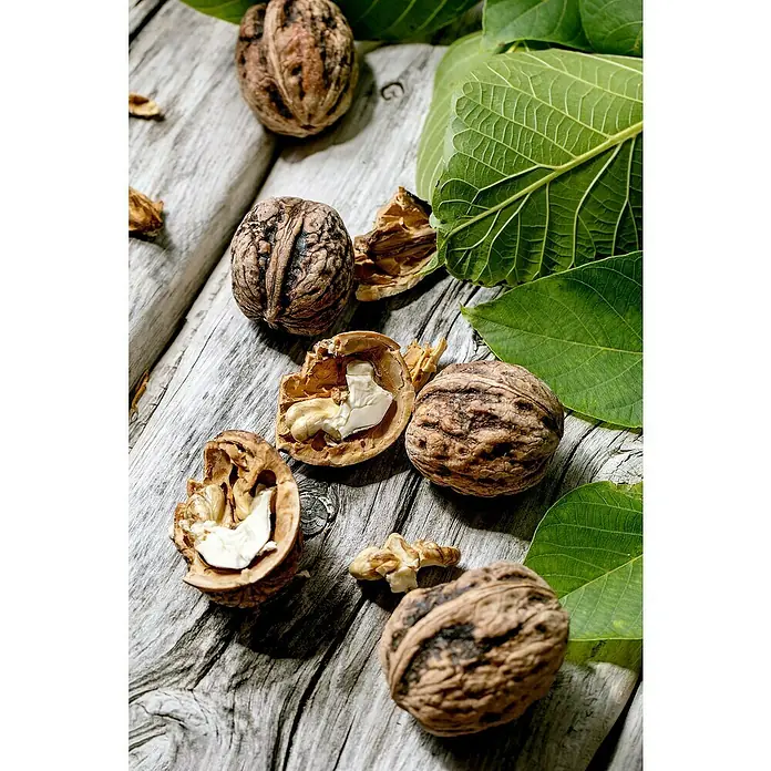 Tasty Green Walnussbaum Bio - Juglans regia, Topfgröße: 23 cm, Erntezeit: September - November - Stimmungsaufnahme