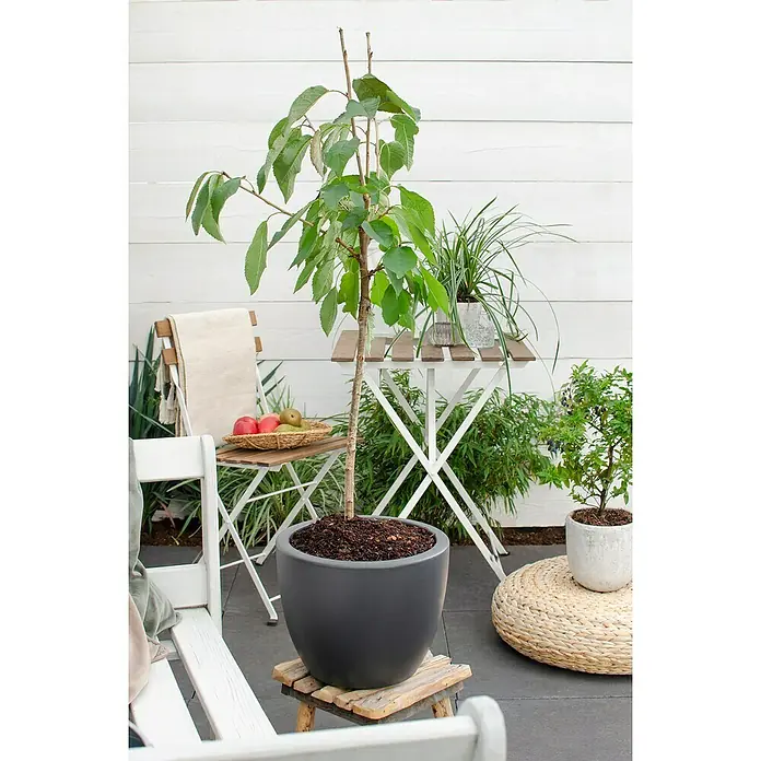 Tasty Green Süßkirschbaum Bio - Prunus avium 'Regina', Topfgröße: 23 cm, Erntezeit: August - September - Stimmungsaufnahme