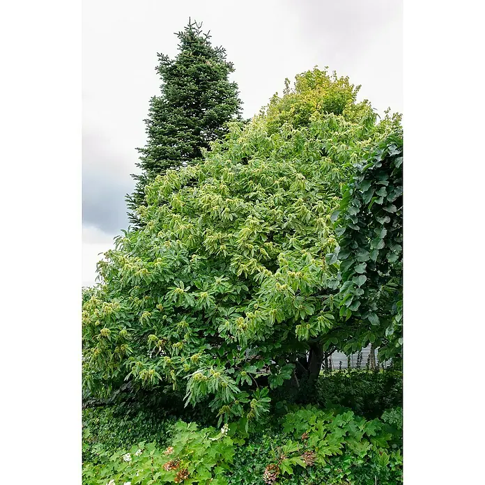 Tasty Green Esskastanienbaum Bio - Castanea sativa, Cremeweiß, 23 cm - Stimmungsaufnahme