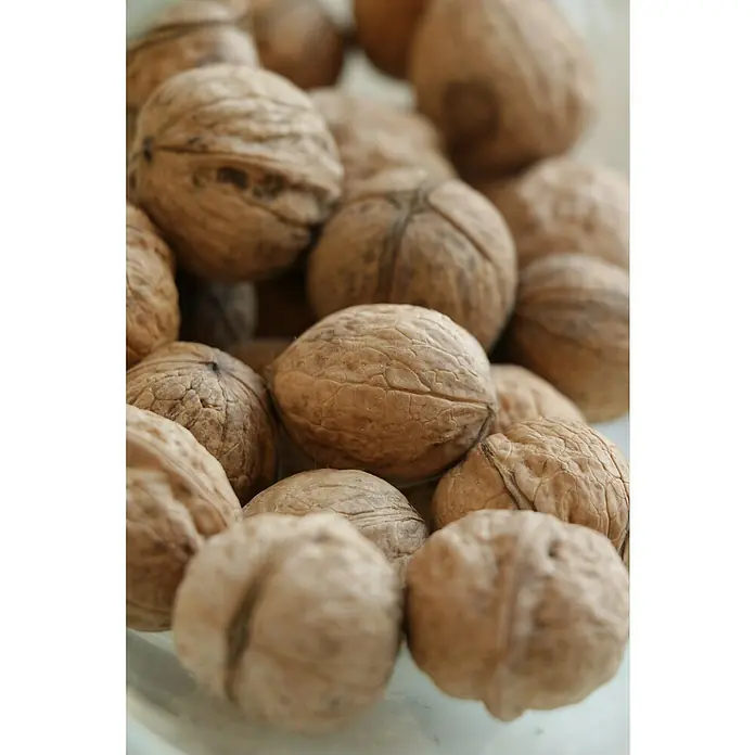 Tasty Green Walnussbaum Bio - Juglans regia, Topfgröße: 23 cm, Erntezeit: September - November - Detailaufnahme