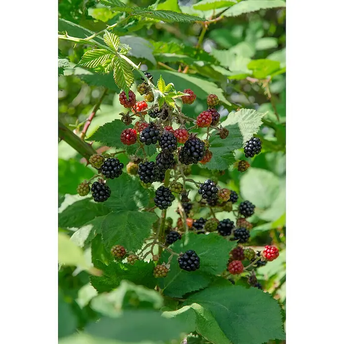 Piardino Brombeere - Rubus fruticosus 'Loch Ness', Topfgröße: 19 cm, Erntezeit: Juli - September - Stimmungsaufnahme