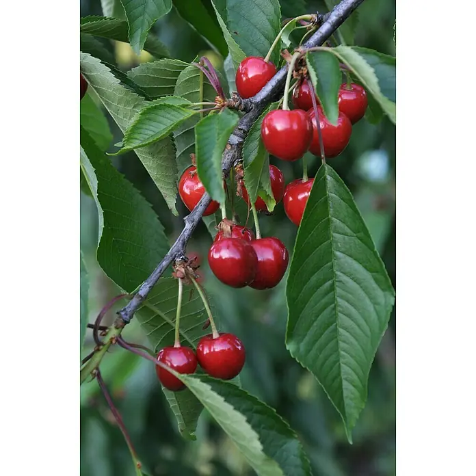 Tasty Green Süßkirschbaum Bio - Prunus avium 'Regina', Topfgröße: 23 cm, Erntezeit: August - September - Stimmungsaufnahme