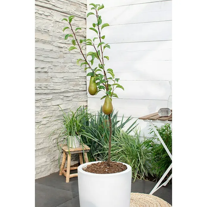 Piardino Birnenbaum - Pyrus communis 'Conference', Topfgröße: 23 cm, Erntezeit: September - Oktober - Stimmungsaufnahme