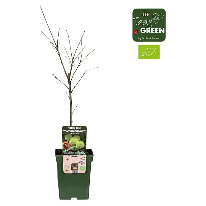 Tasty Green Esskastanienbaum Bio - Castanea sativa, Cremeweiß, 23 cm - Vorderansicht