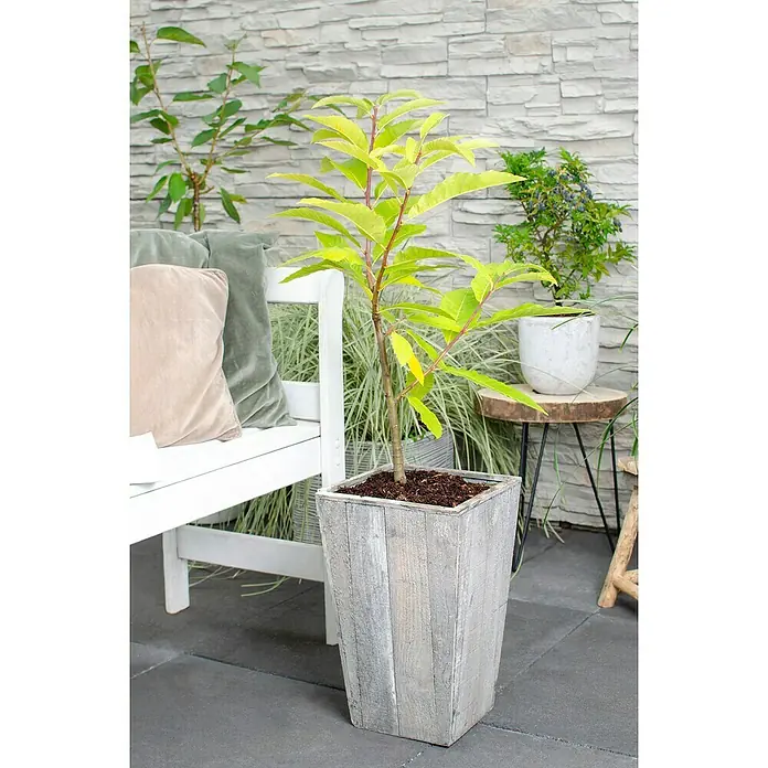 Tasty Green Esskastanienbaum Bio - Castanea sativa, Cremeweiß, 23 cm - Stimmungsaufnahme