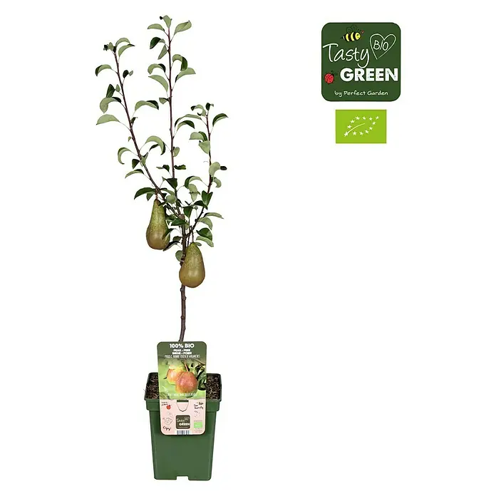 Tasty Green Birnenbaum Bio - Pyrus communis 'Bonne Louise', Topfgröße: 23 cm - Vorderansicht