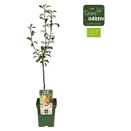 Piardino  Birnenbaum