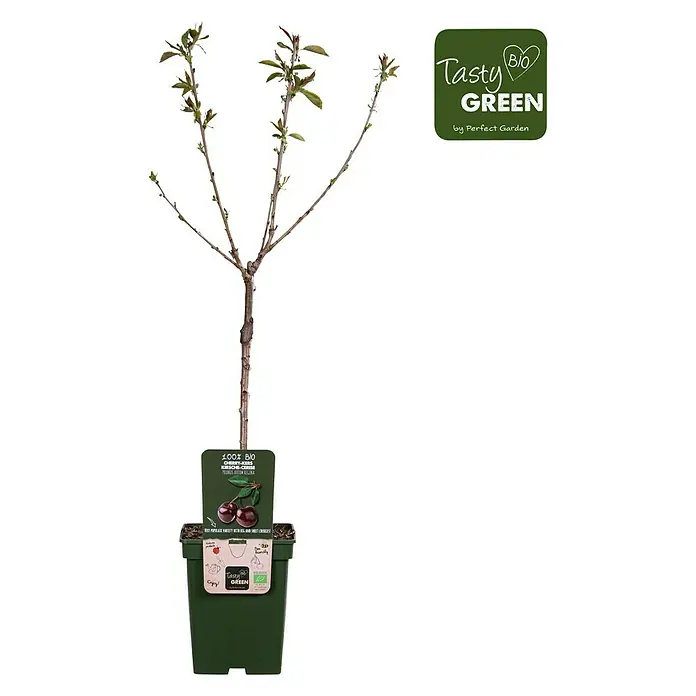 Tasty Green Süßkirschbaum Bio - Prunus avium 'Regina', Topfgröße: 23 cm, Erntezeit: August - September - Vorderansicht