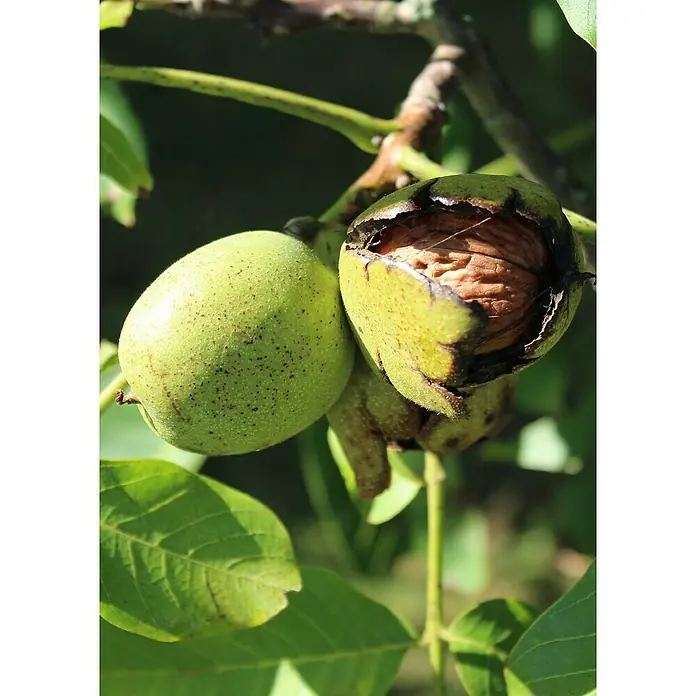 Tasty Green Walnussbaum Bio - Juglans regia, Topfgröße: 23 cm, Erntezeit: September - November - Stimmungsaufnahme