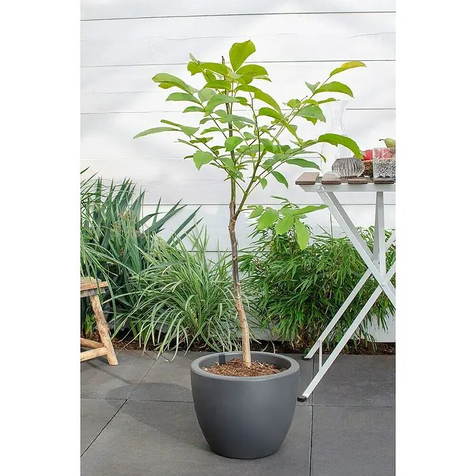 Tasty Green Walnussbaum Bio - Juglans regia, Topfgröße: 23 cm, Erntezeit: September - November - Stimmungsaufnahme