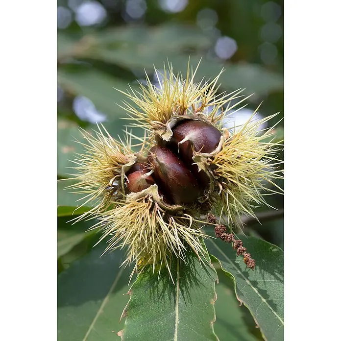 Tasty Green Esskastanienbaum Bio - Castanea sativa, Cremeweiß, 23 cm - Stimmungsaufnahme