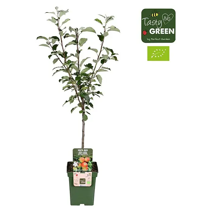 Tasty Green Apfelbaum Bio - Malus domestica 'Elstar', Topfgröße: 23 cm, Erntezeit: September - November - Vorderansicht