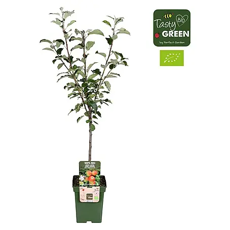 Tasty Green  Apfelbaum Bio