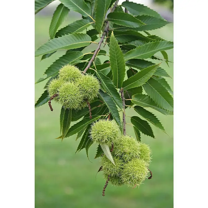 Tasty Green Esskastanienbaum Bio - Castanea sativa, Cremeweiß, 23 cm - Stimmungsaufnahme