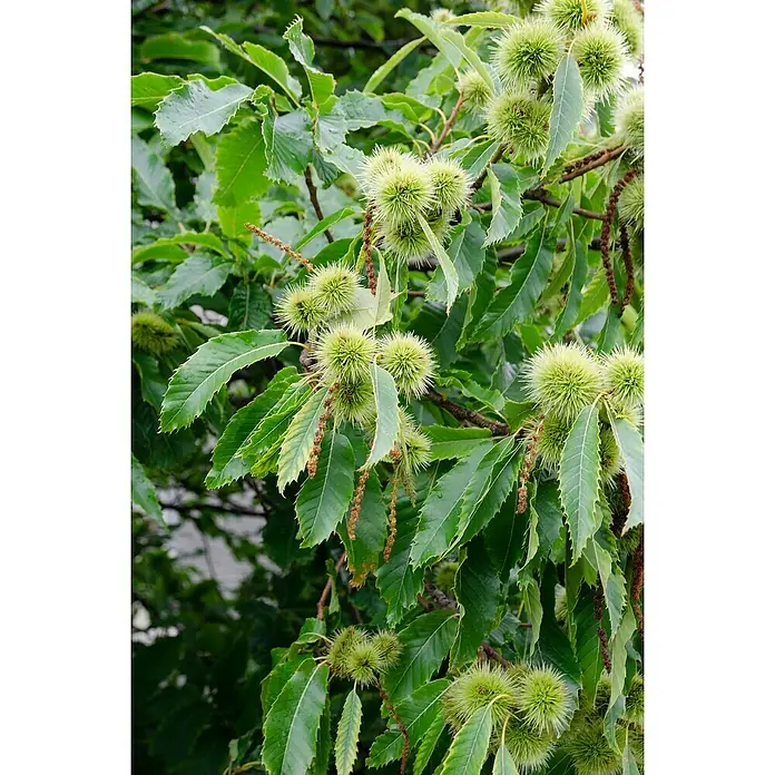 Tasty Green Esskastanienbaum Bio - Castanea sativa, Cremeweiß, 23 cm - Stimmungsaufnahme