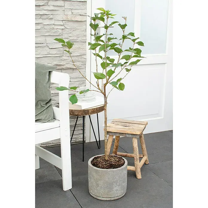 Tasty Green Sauerkirschbaum Bio - Prunus cerasus 'Morellenfeuer', Topfgröße: 23 cm, Erntezeit: August - September - Stimmungsaufnahme