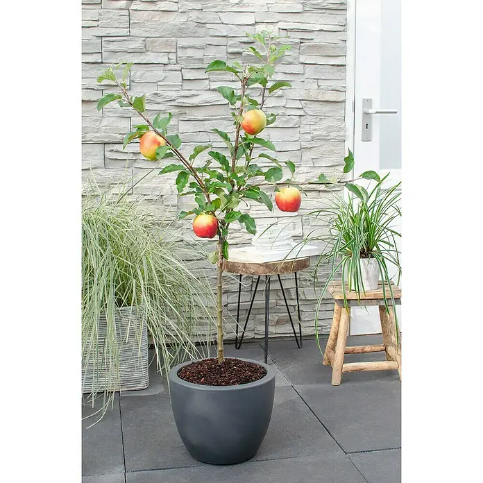 Tasty Green Apfelbaum Bio - Malus domestica 'Elstar', Topfgröße: 23 cm, Erntezeit: September - November - Stimmungsaufnahme