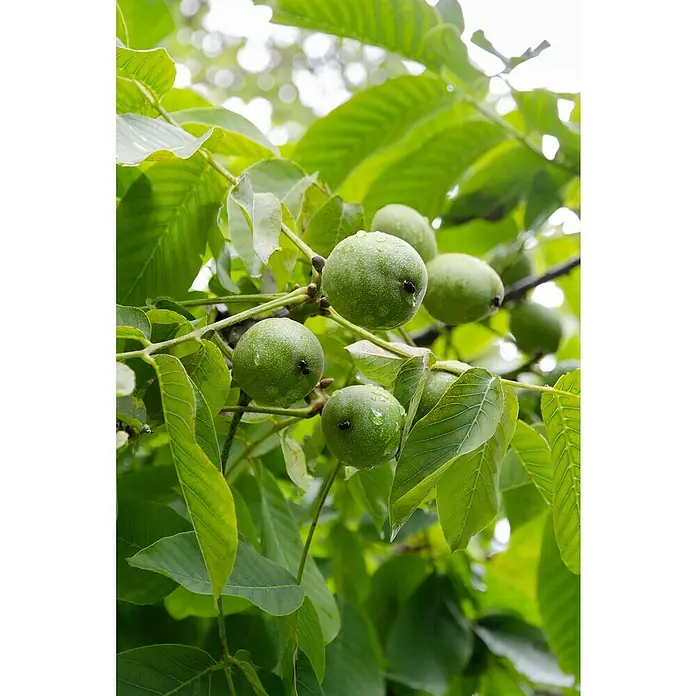 Tasty Green Walnussbaum Bio - Juglans regia, Topfgröße: 23 cm, Erntezeit: September - November - Stimmungsaufnahme