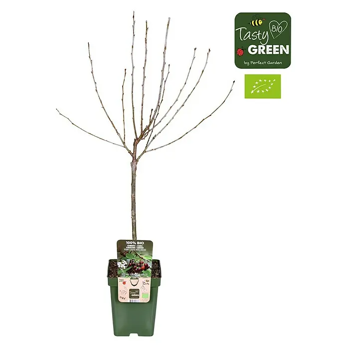 Tasty Green Sauerkirschbaum Bio - Prunus cerasus 'Morellenfeuer', Topfgröße: 23 cm, Erntezeit: August - September - Vorderansicht