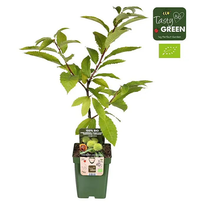 Tasty Green Esskastanienbaum Bio - Castanea sativa, Cremeweiß, 23 cm - Vorderansicht
