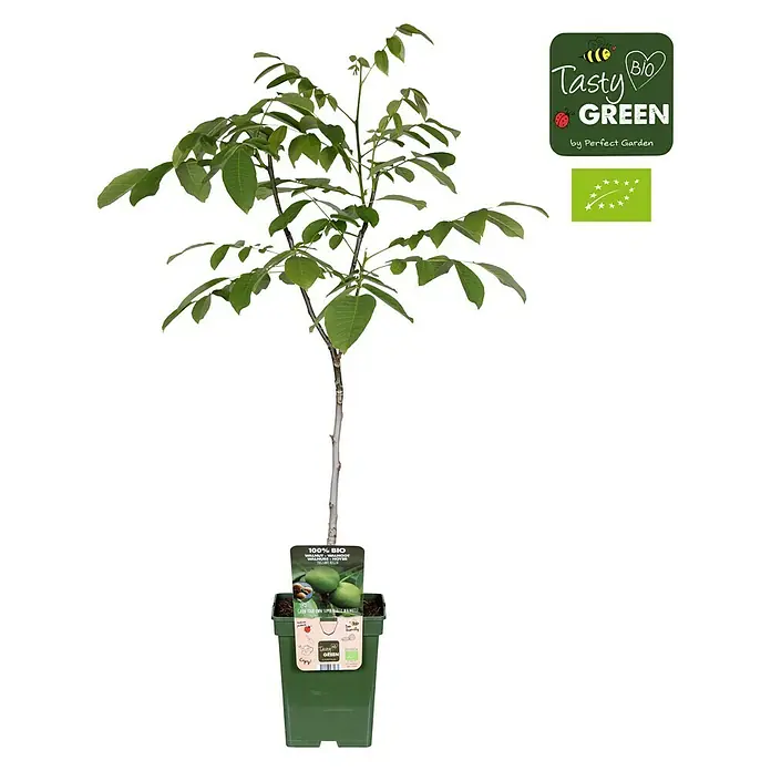Tasty Green Walnussbaum Bio - Juglans regia, Topfgröße: 23 cm, Erntezeit: September - November - Vorderansicht
